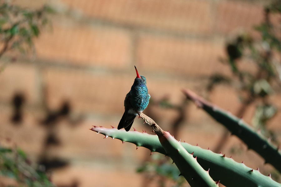 Broadbilled Hummingbird on the Lookout Photograph by Deborah J Humphries