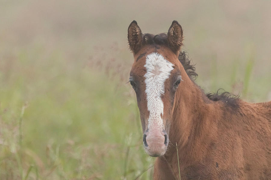 Broadfoot Colt Photograph by Holly Ross