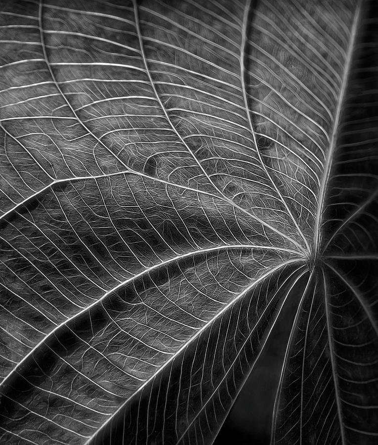 Broadleaf Textures Photograph by Art Cole