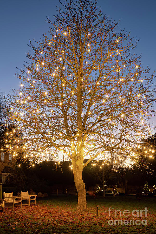 Broadway Tree of Light at Dusk Photograph by Tim Gainey