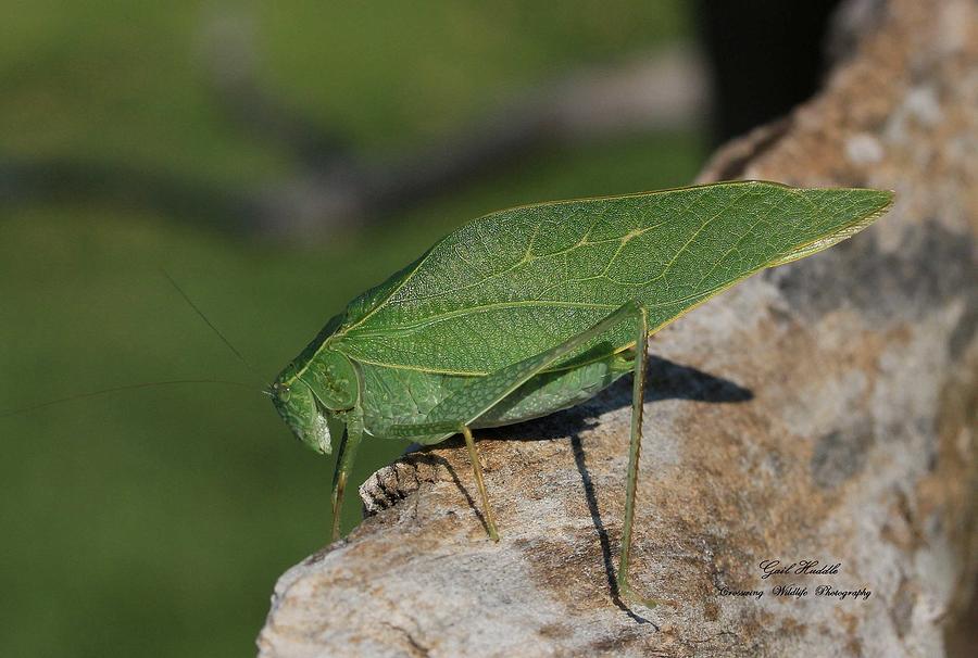 Broadwinged Katydid 5 Photograph By Gail Huddle Pixels   Broadwinged Katydid 5 Gail Huddle 