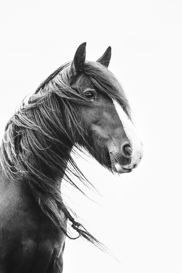 Brodie II - Horse Art Photograph by Lisa Saint