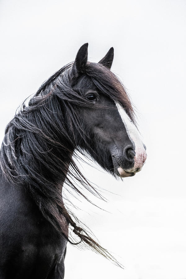 Brodie - Horse Art Photograph by Lisa Saint