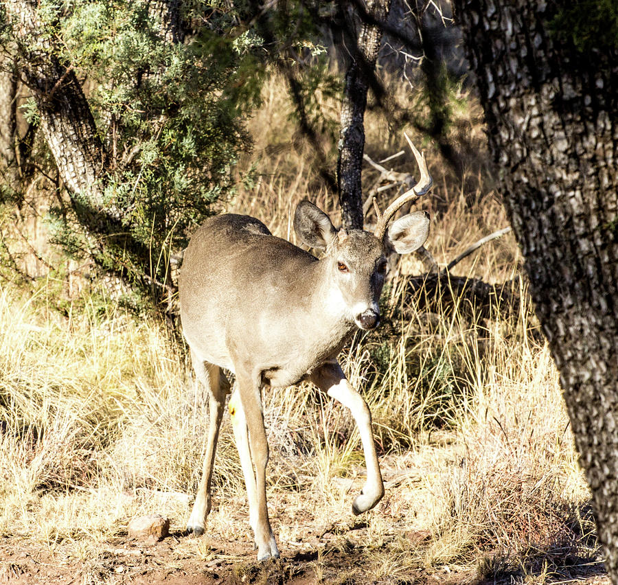 Broken Antler - Whitetail Deer Buck Photograph by Renny Spencer | Fine ...