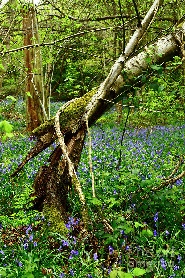 Ancient Birch Tree and Bluebell Woodlands England Photograph by James Brunker