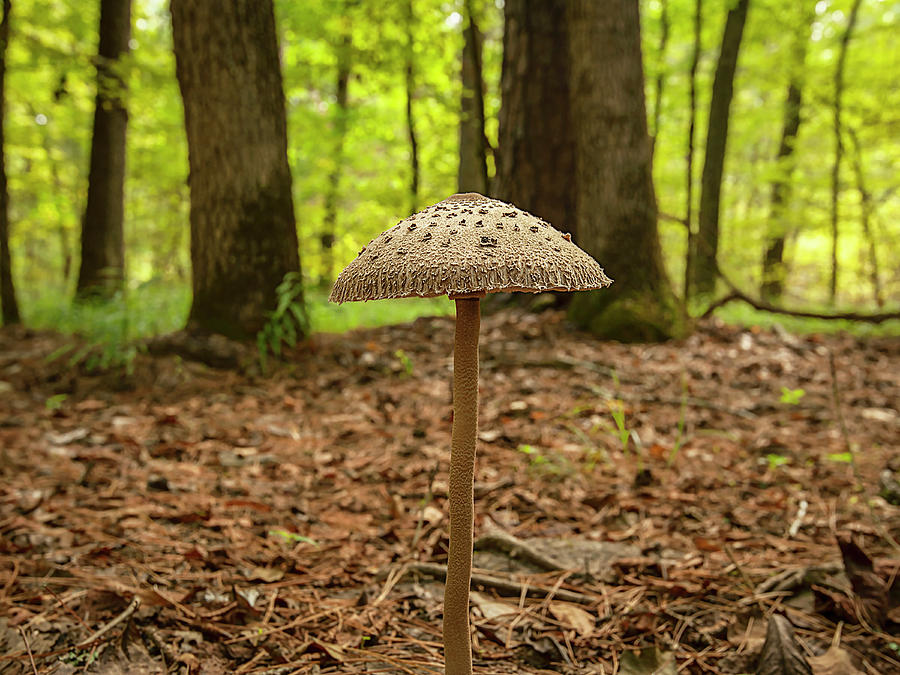 Broken Bow Mushroom Photograph by Scott Cordell