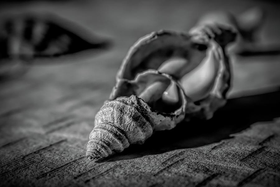 Broken Snail Monochrome Photograph by Cathy Mahnke
