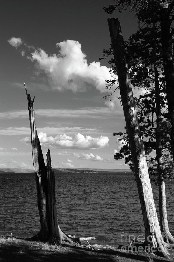 Broken Tree At Yellowstone Lake Photograph by Christiane Schulze Art And Photography