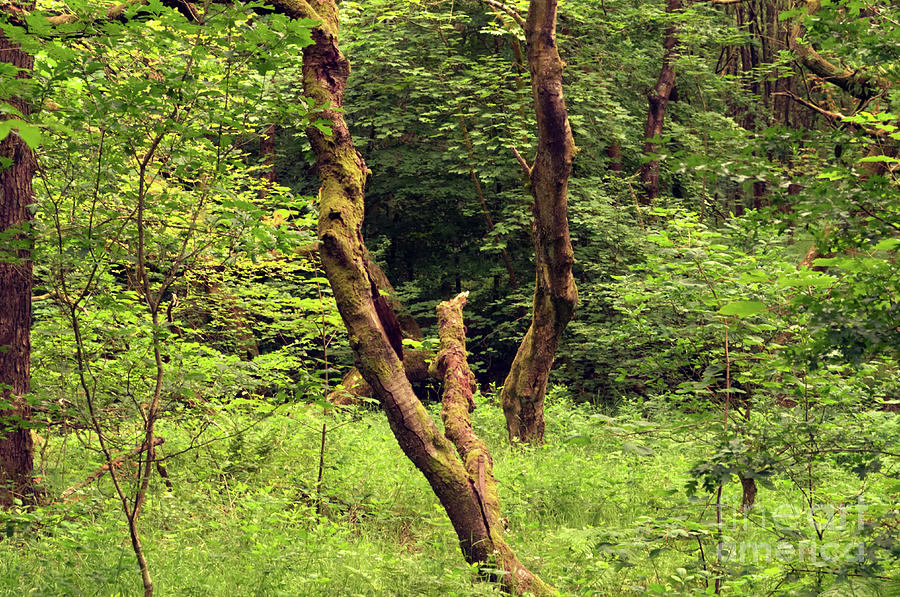 Broken Tree Hopwood Reserve Manchester England Uk Photograph