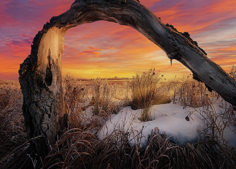 Broken Tree in the Snow Photograph by Dan Jurak