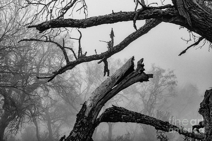 Broken Tree Limbs on a Foggy Morning 2 Photograph by Bob Phillips