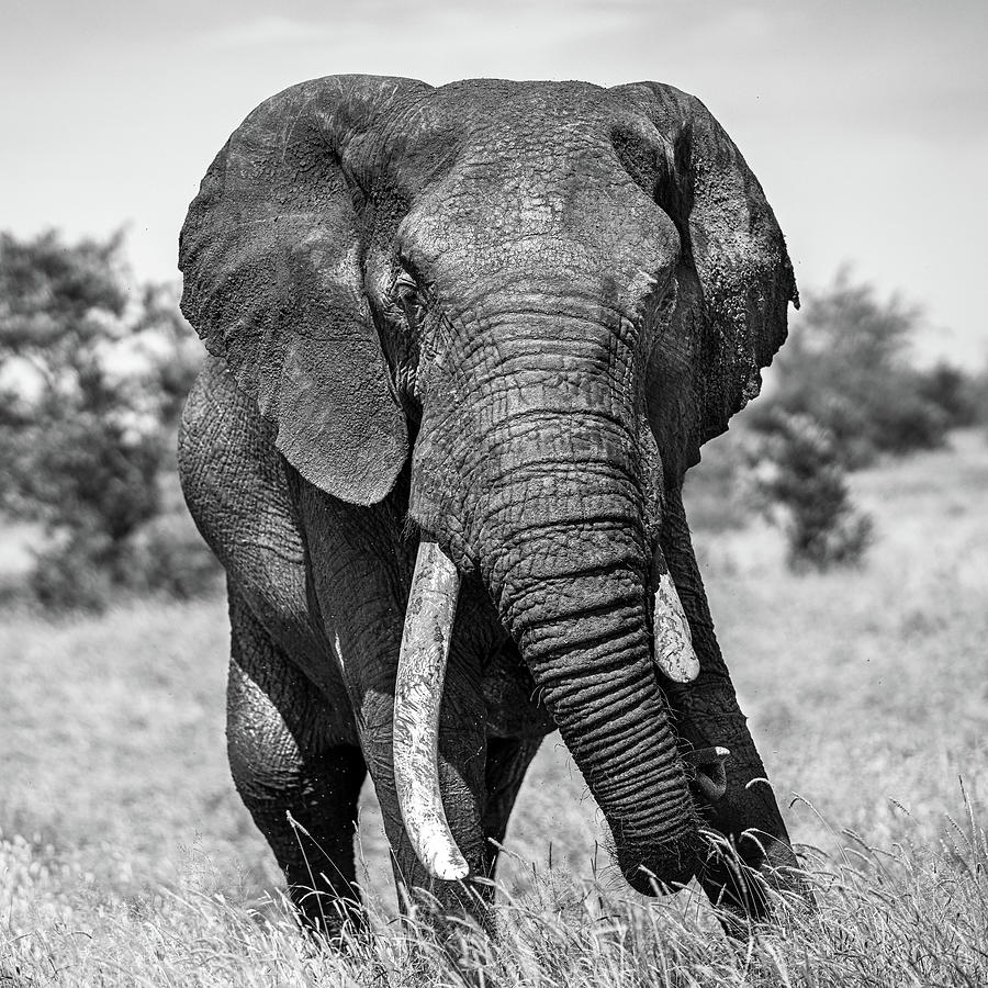 A broken tusk hi-res stock photography and images - Alamy