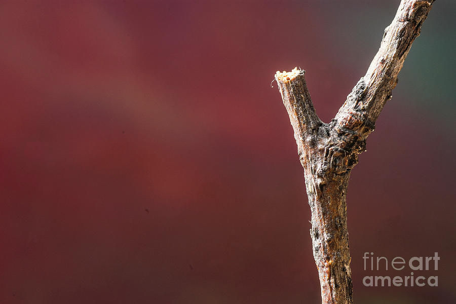 Broken Twig Photograph by Donald Erickson - Fine Art America