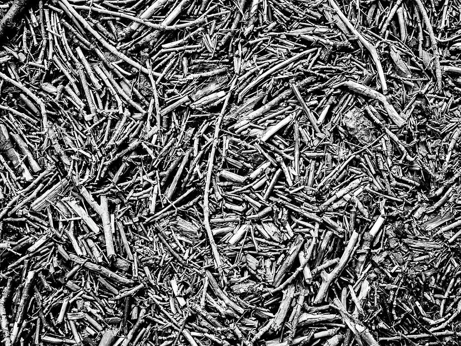 Broken Twigs Photograph by Hakon Soreide