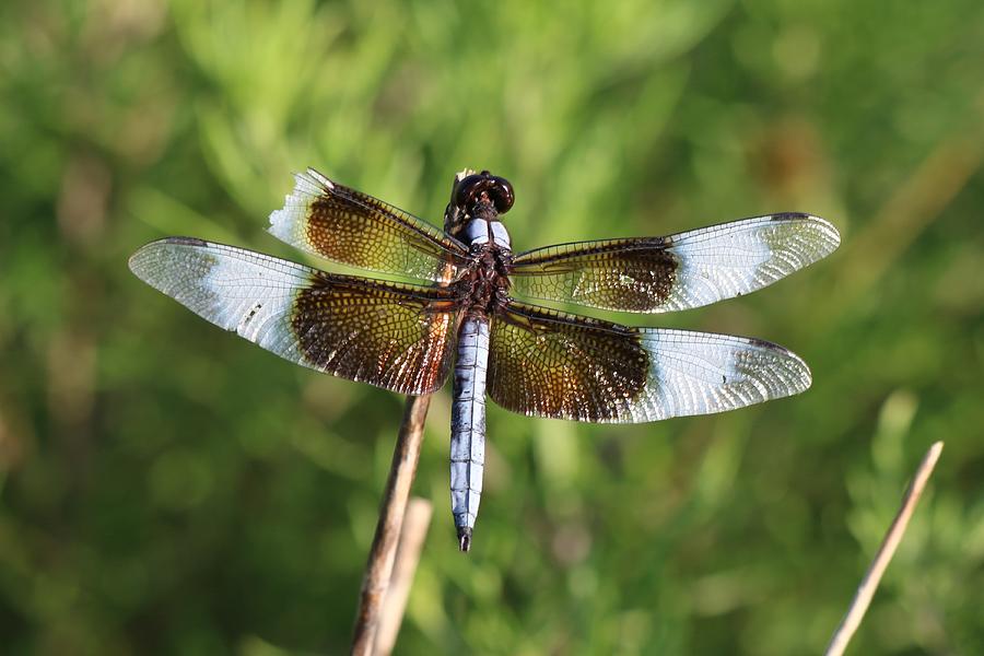 Broken Wing Dragonfly Photograph