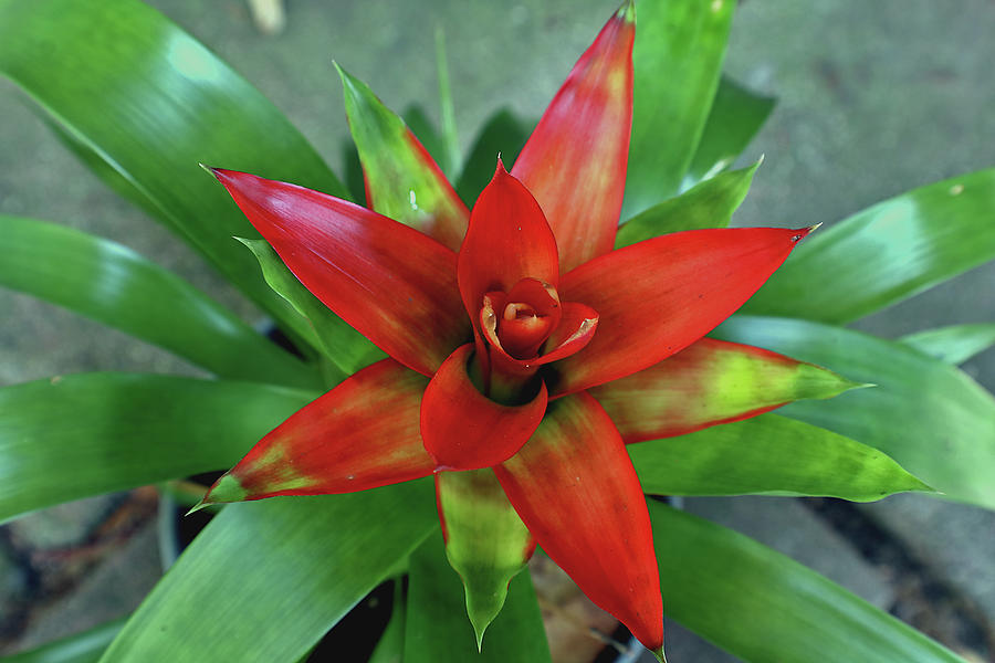 Bromelia Flower Photograph by R Pollanen