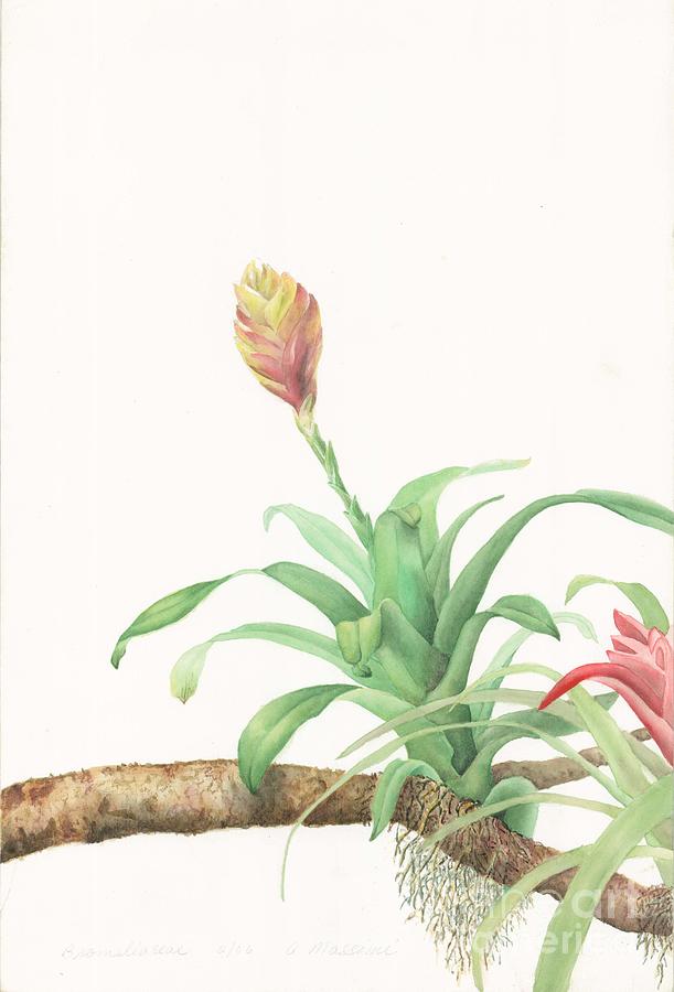 Bromeliaceae Painting by Albert Massimi