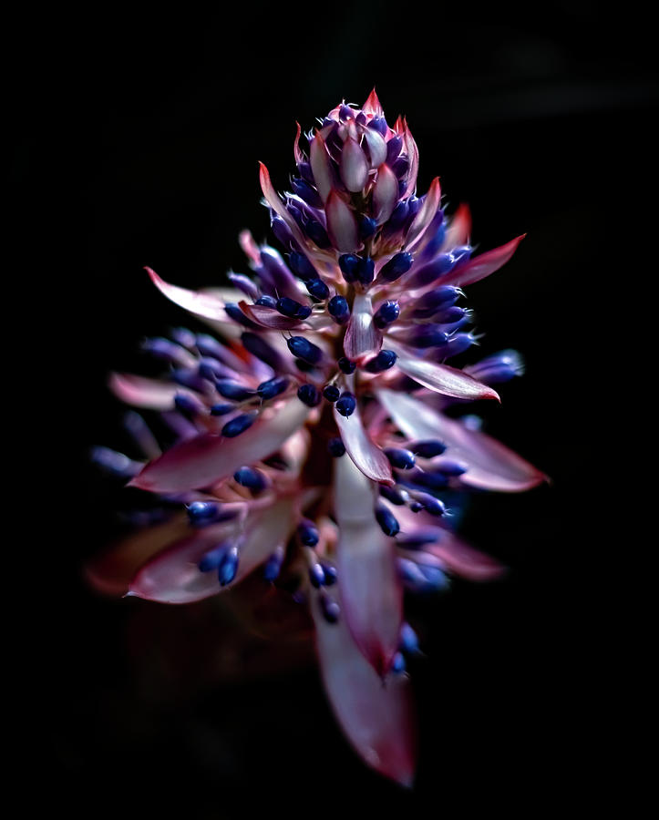 Shaw Burrows Bromeliad #1 Photograph by Shaw Burrows - Fine Art America