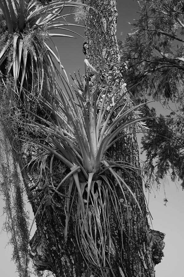 Bromeliad in a tree Photograph by Alan Goldberg