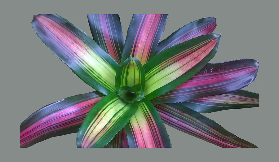 Bromeliad Leaves Abstract Clear Photograph by Duane McCullough