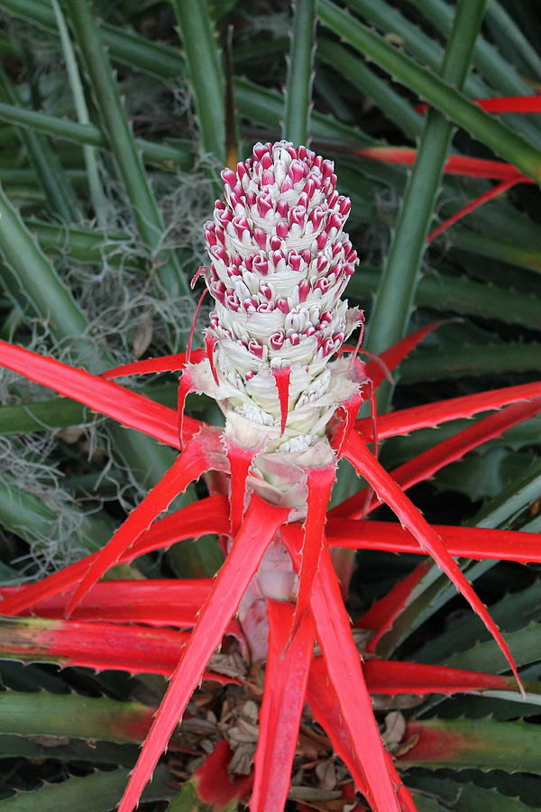 Bromeliad plant Photograph by Jindra Noewi