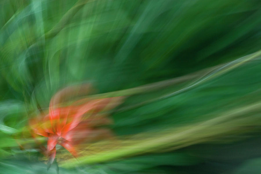 Bromeliad Swirl Photograph by Melissa Southern