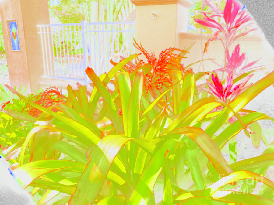 Bromeliads at the Florida Botanical Gardens Abstract Digital Art by L Bosco