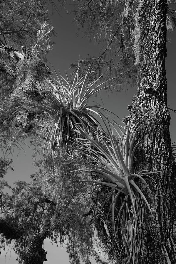 Bromeliads in a tree Photograph by Alan Goldberg