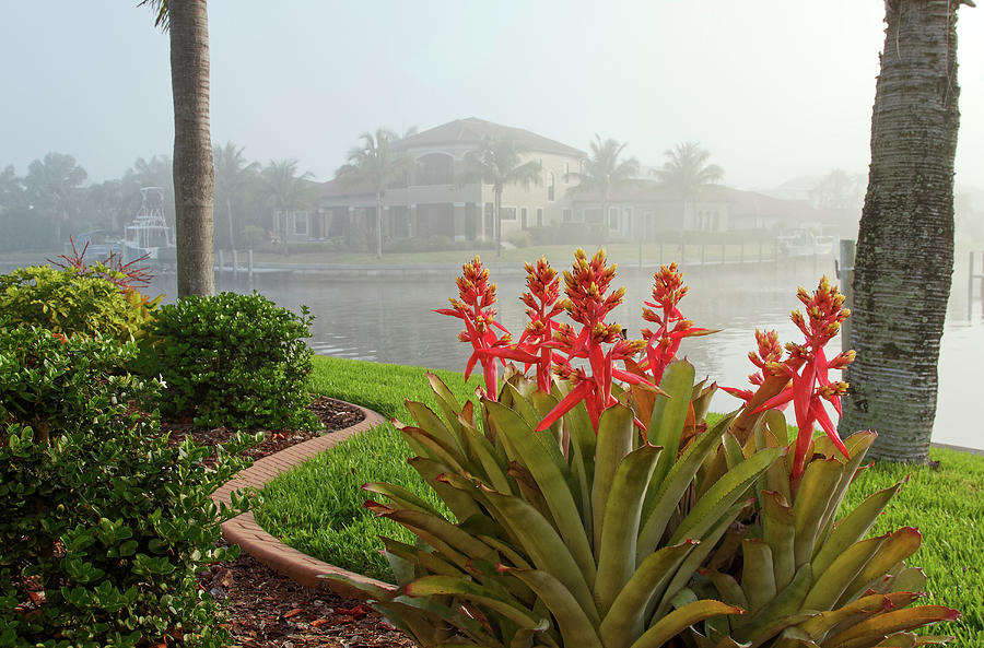 Bromeliads in Fog Photograph by Sally Weigand