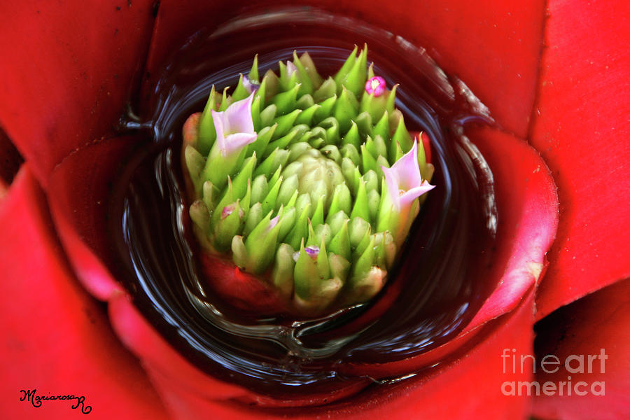 Bromeliads Inner Garden Photograph by Mariarosa Rockefeller