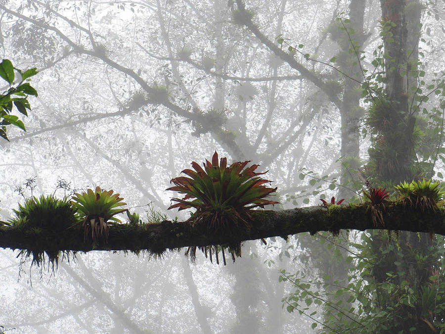Bromeliads on Top of Cerro Uyuca 1 Photograph by Teresamarie Yawn