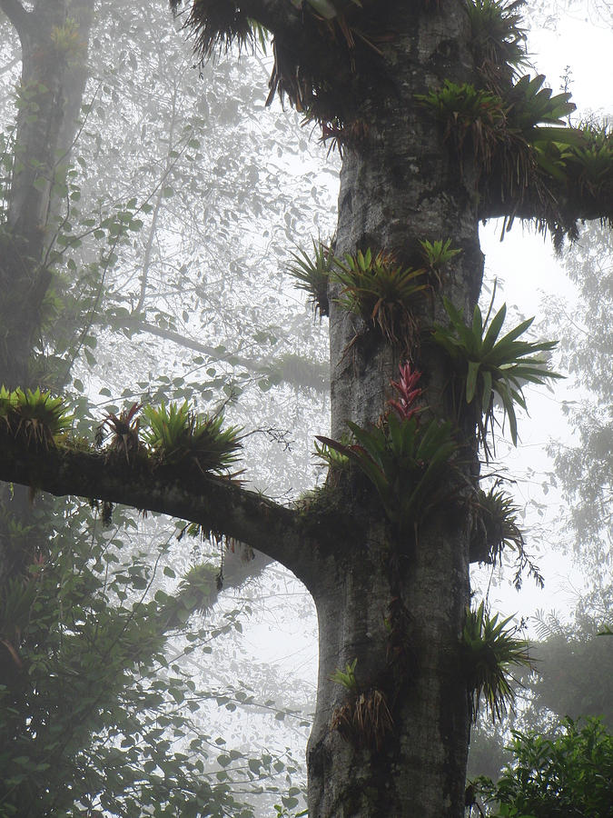 Bromeliads on Top of Cerro Uyuca 2 Photograph by Teresamarie Yawn