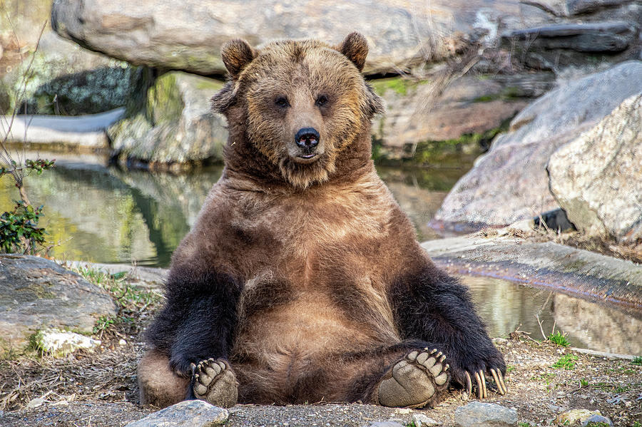 Bronx Bear Boredom Photograph by Douglas Wielfaert