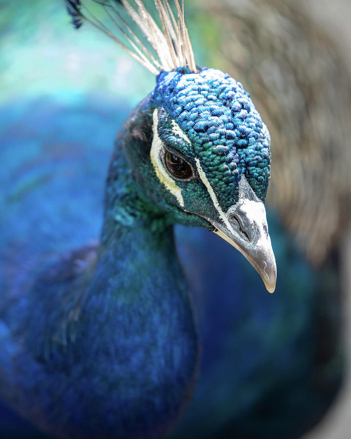 Bronx Peacock Photograph by Kevin Suttlehan