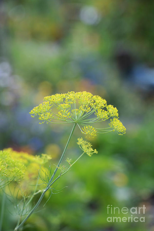 Bronze Fennel Coming into Flower Photograph by Tim Gainey