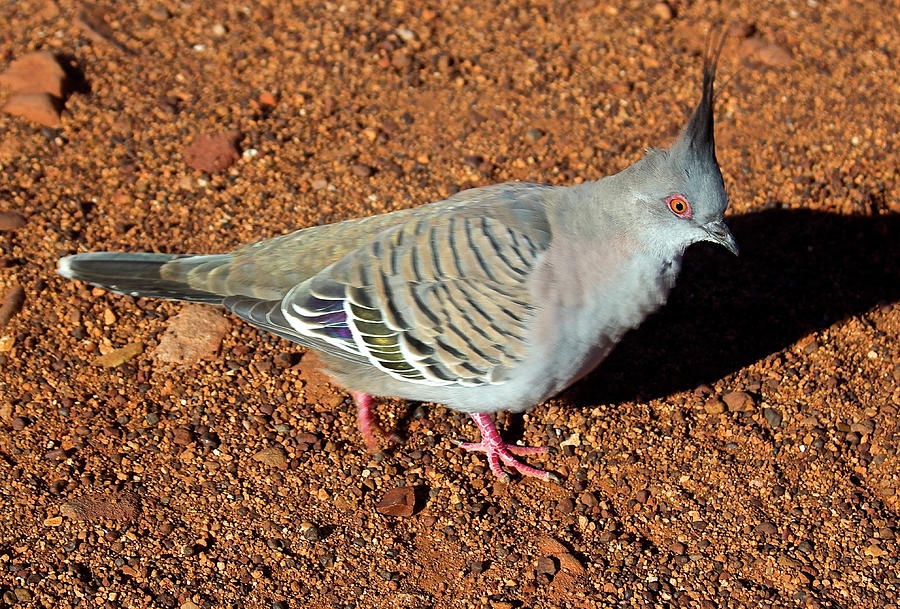 Bronze Wing Pigeon, Alice Springs,Australia Photograph by Venetia Featherstone-Witty