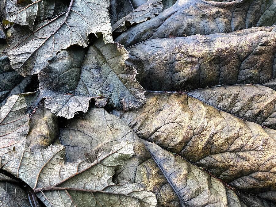 Bronzed Leaves 3 Photograph by Vicki Hone Smith Bronzed Leaves 3 Photograph by Vicki Hone Smith
