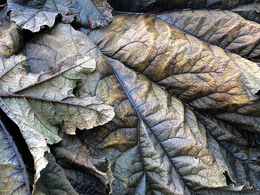 Bronzed Leaves Photograph by Vicki Hone Smith Bronzed Leaves Photograph by Vicki Hone Smith