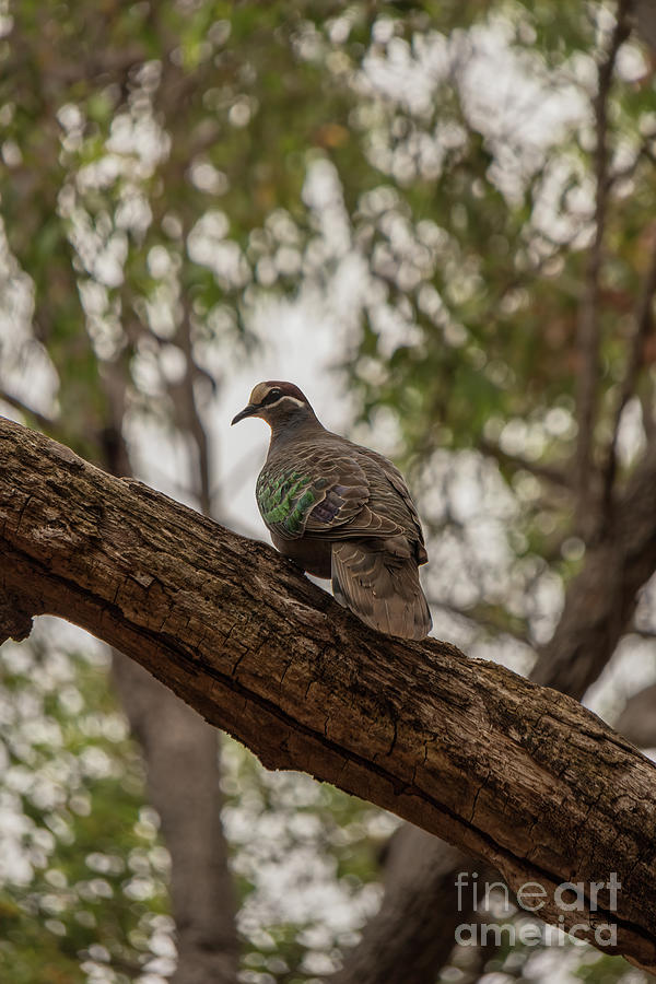 Bronzewing Pigeon Photograph by Elaine Teague