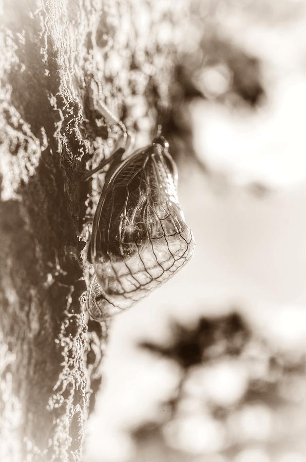 Nature Photograph - Brood X Cicada 2021 - Sepia 17 year Periodical  by Marianna Mills