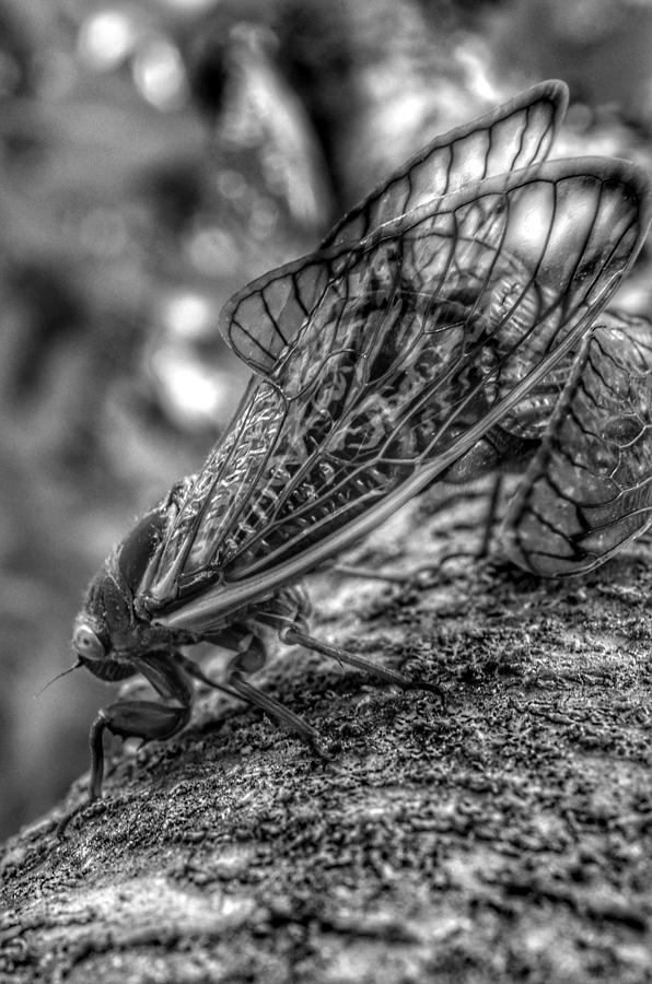 Brood X Cicadas 2021 Love - black and white Photograph by Marianna Mills