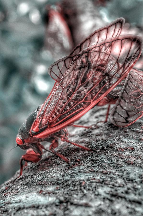 Nature Photograph - Brood X Cicadas 2021 Love - Red  by Marianna Mills