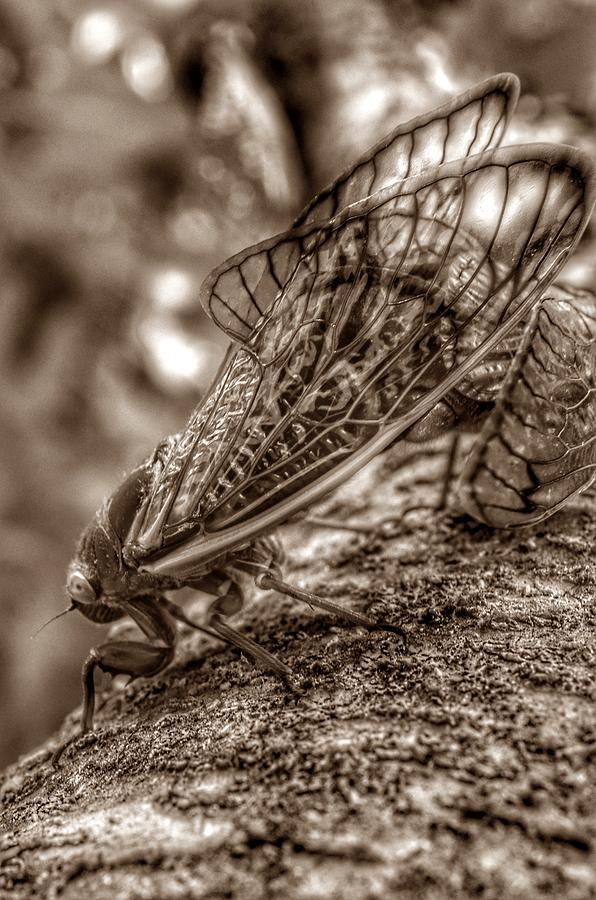 Brood X Cicadas 2021 Love - Sepia Photograph by Marianna Mills