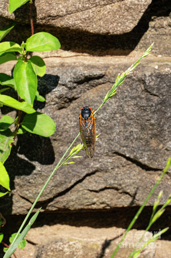 Brood X Periodical Cicada Photograph by Bob Phillips