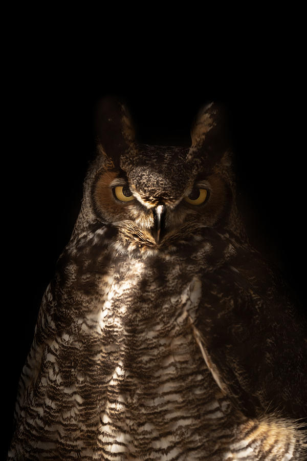 Brooding Owl Photograph by Sean Dove - Fine Art America