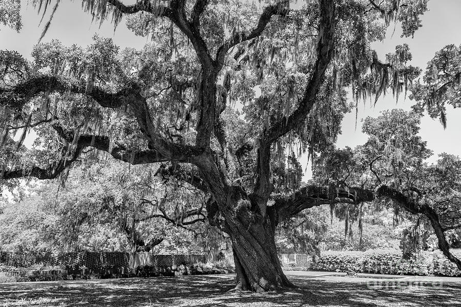 Brook Gardens Live Oak Tree Curves Of Time Photograph