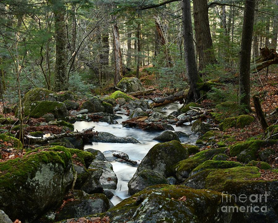 Brook in the Forest Photograph by Steve Brown