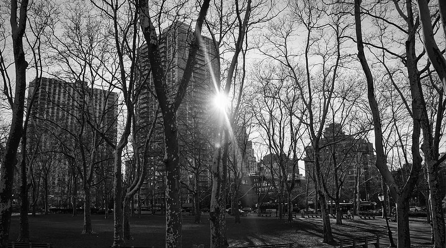 Brooklyn Bridge Park Trees Photograph by Montez Kerr