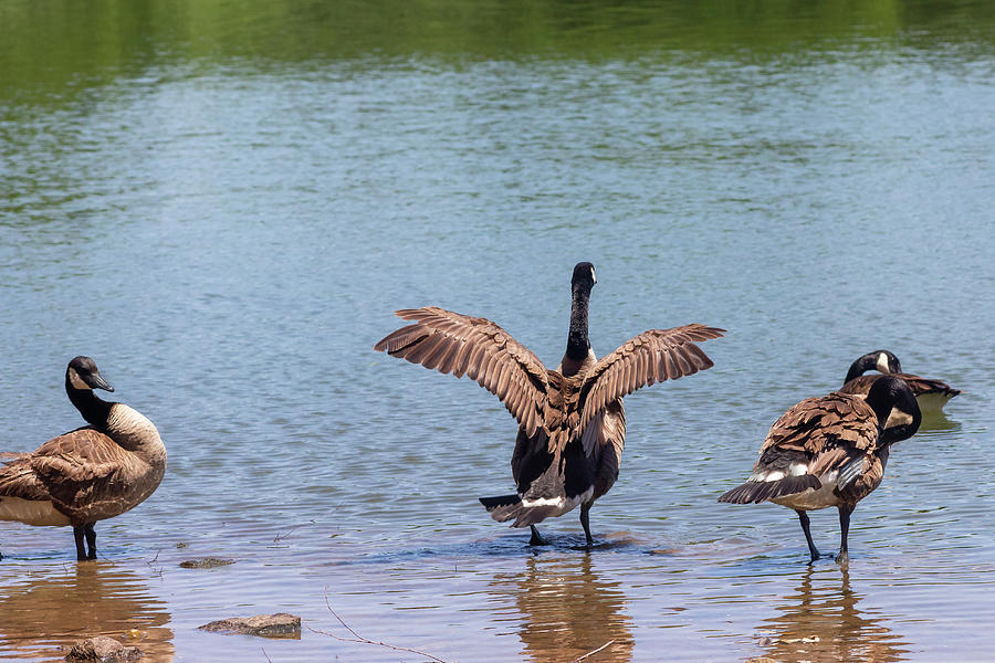 Brooklyn Park Geese Photograph by Auden Johnson