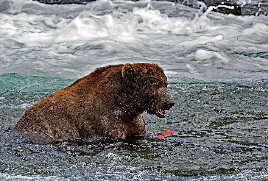 Brooks Falls Bear - Burping Photograph by Amazing Action Photo Video